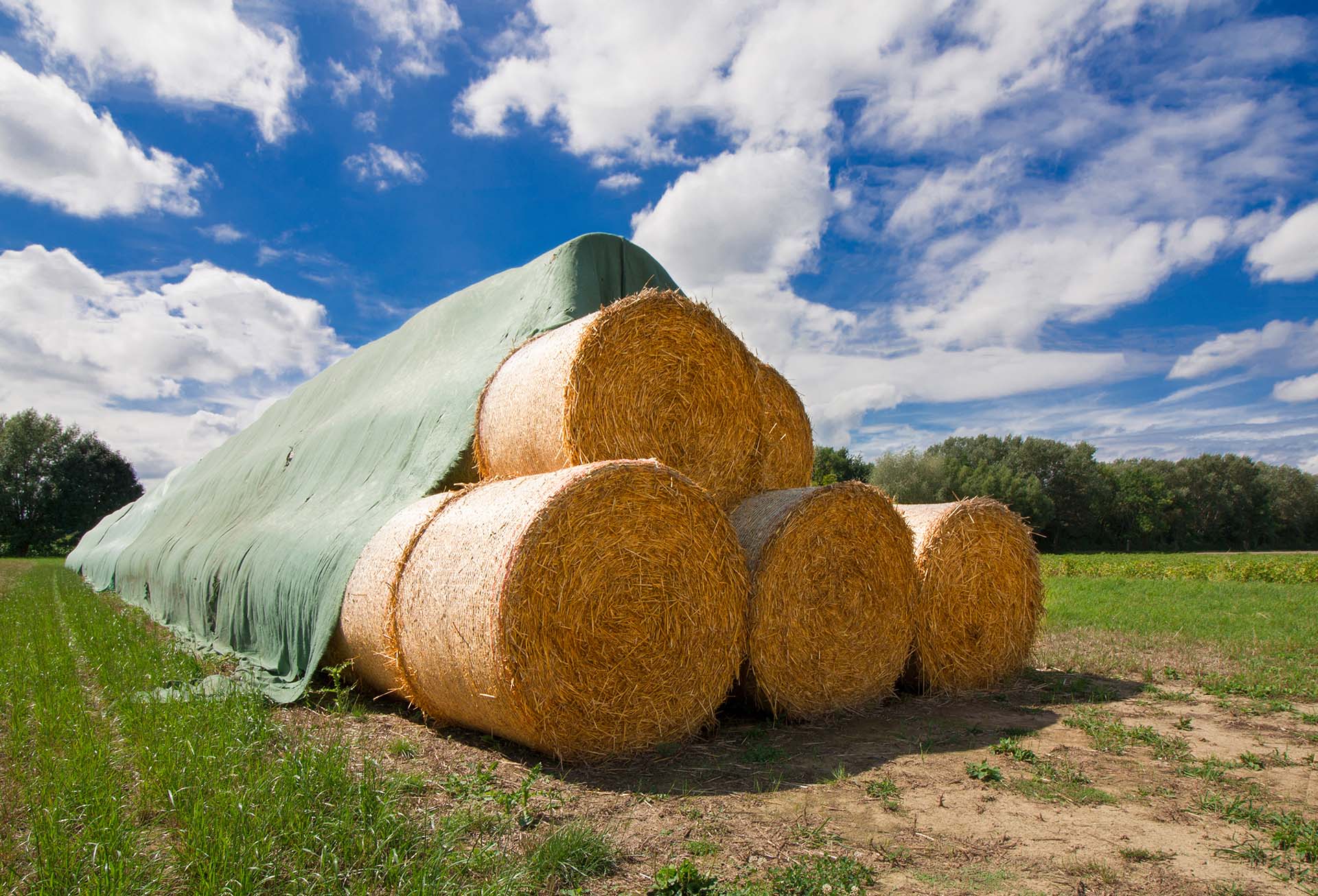 a big covering made of green tarpaulin filled with hay at daytime